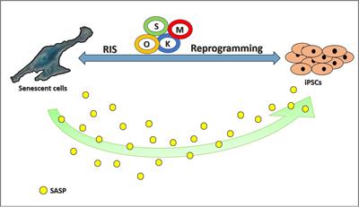 Implications of Cellular Aging in Cardiac Reprogramming